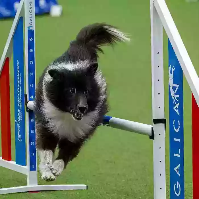 Dog Agility Obstacles & Competition Equipment | Galican
