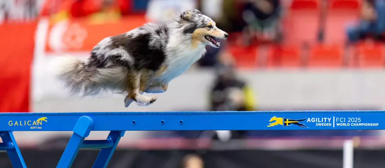 FCI Agility World Championship 2025 in Kalmar