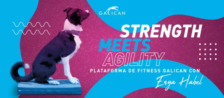 Entrenamiento del movimiento en agility