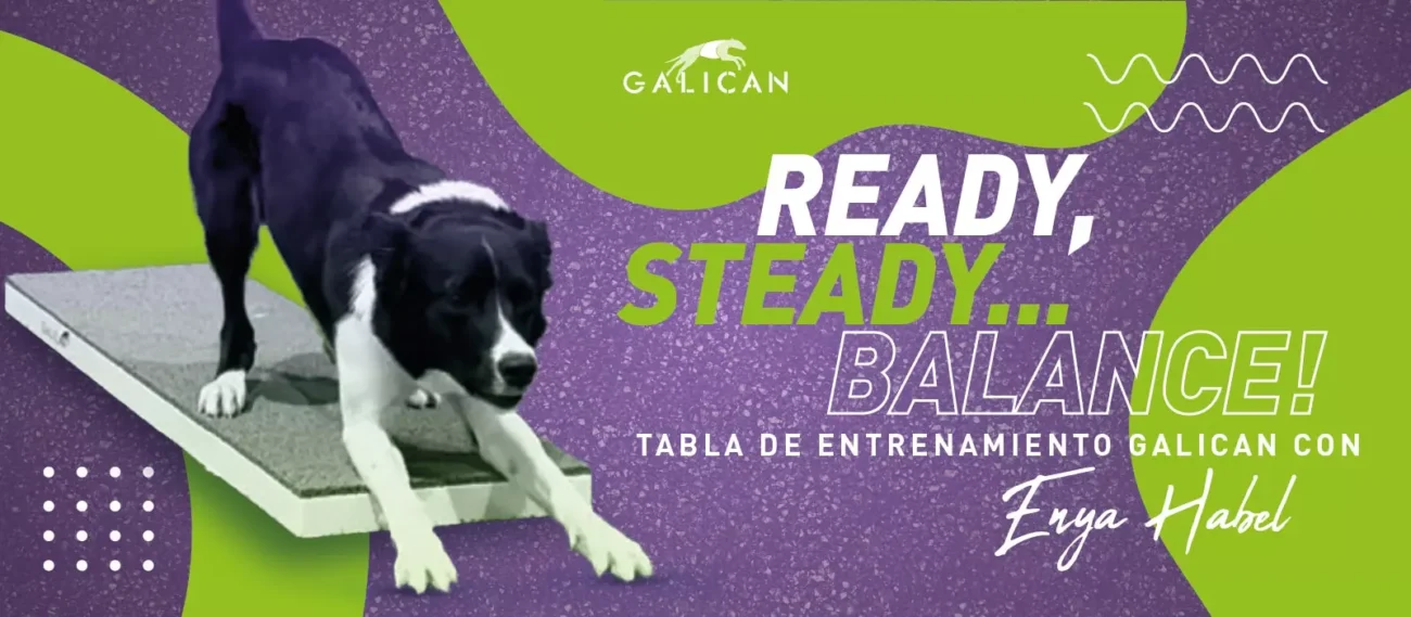 Ready, set… balance! – The multi-tool for your agility training with Enya Habel